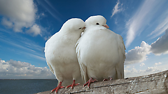 Белые влюбленные голуби. (Каталог номер: 11125)