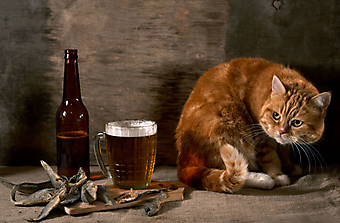 Кот и пиво. (Каталог номер: 11145)