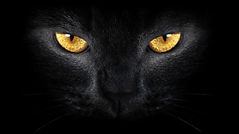 Черная кошка. (Каталог номер: 11149)