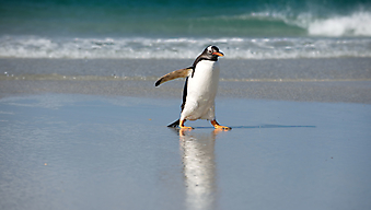Одинокий пингвин (Каталог номер: 11171)