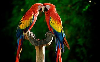 Яркие попугаи (Каталог номер: 11175)