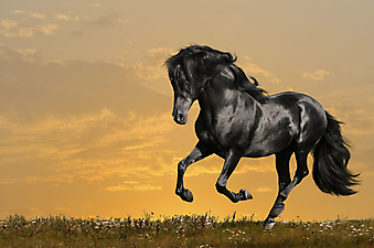Черная лошадь на закате. (Каталог номер: 11191)