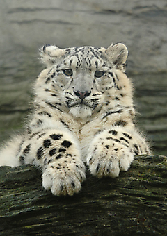 Снежный леопард. (Каталог номер: 11192)
