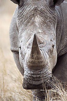 Суровый носорог. (Каталог номер: 11195)