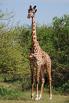 Одинокий жираф. (Каталог номер: 11196)