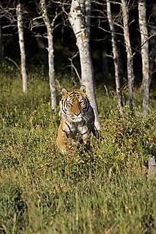 Тигр на опушке (Каталог номер: 11206)
