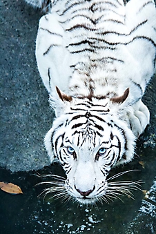 Тигр с голубыми глазами (Каталог номер: 11213)