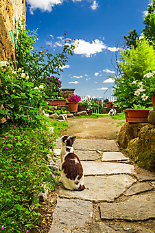 Кошки в старом саду (Каталог номер: 14130)