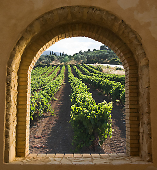 Вид из окна на виноградник (Каталог номер: 15052)