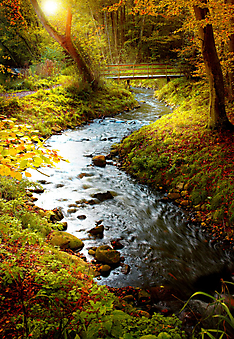 Осенний лес. (Код изображения: 18031)