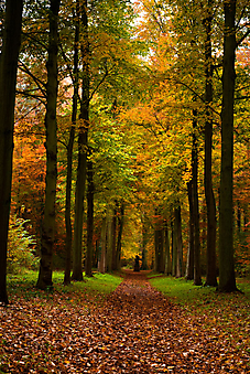Осенний лес. (Код изображения: 18032)