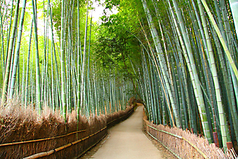 Бамбуковый лес в Киото, Япония (Каталог номер: 18053)