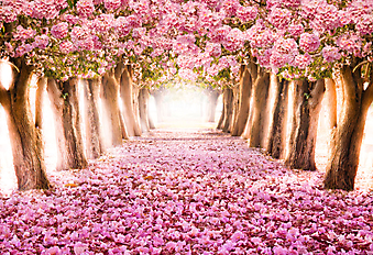 Цветущий розовый сад (Каталог номер: 18079)