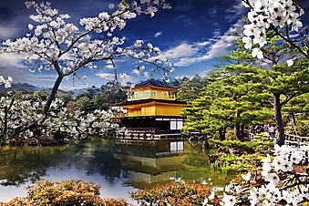 Цветущая сакура у храма (Каталог номер: 18133)