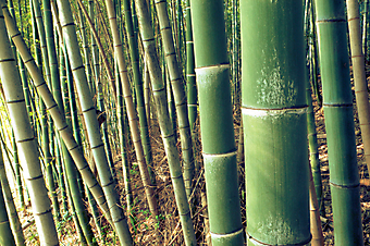 Зеленый бамбук. (Код изображения: 22002)