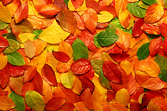 Опавшие осенние листья. (Код изображения: 22004)