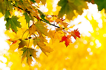 Кленовые листья. (Код изображения: 22008)