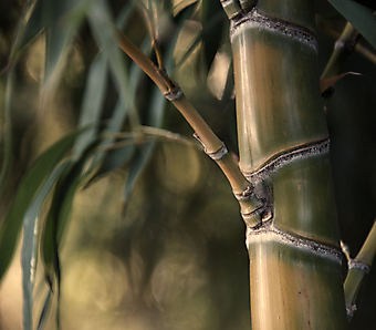 Бамбук. (Код изображения: 22018)