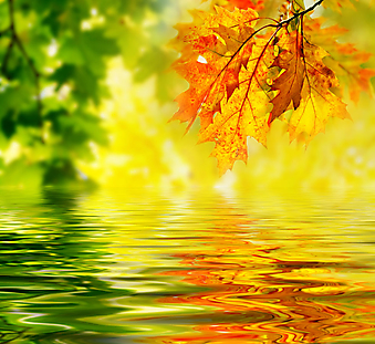 Красочные осенние листья. (Код изображения: 22021)