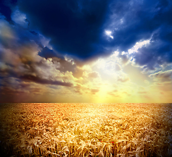 Закат на пшеничном поле. (Код изображения: 04037)