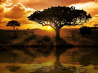 Африканский закат (Каталог номер: 04088)
