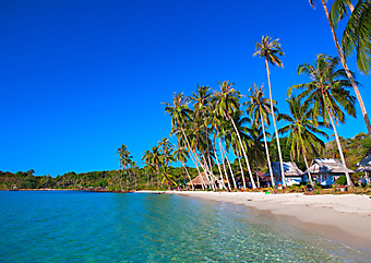 Кокосовые пальмы и бирюзовый океан. (Код изображения: 05056)