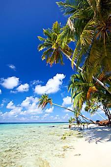 Тропический пляж. (Код изображения: 05083)