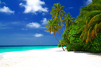 Пляж с белым песком. Мальдивы (Каталог №: 05088)