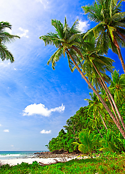 Заброшенный пляж с пальмами. (Код изображения: 05096)
