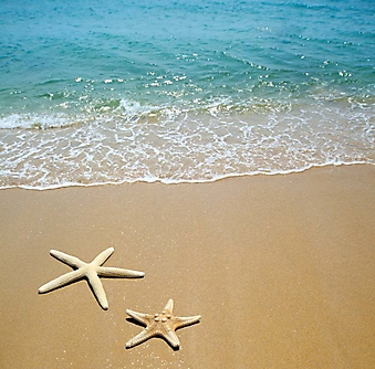 Звезды на морском песке (Каталог номер: 05121)