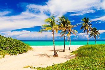 Пальмы на кубинском пляже (Каталог номер: 05127)