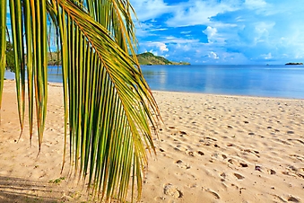 Ветка кокосовой пальмы на пляже (Каталог номер: 05132)