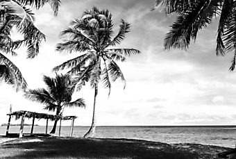 Тропически пляж. Черно-белое (Каталог номер: 05151)